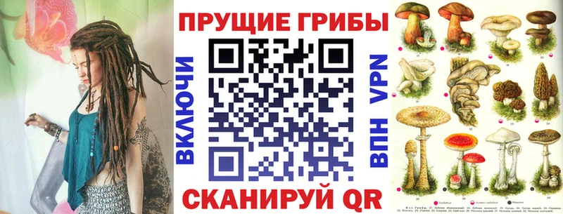 omg ссылки  Никольское  Галлюциногенные грибы Cubensis 